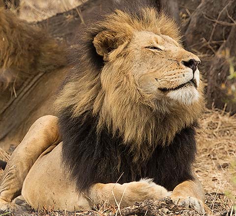 Lion with black mane
